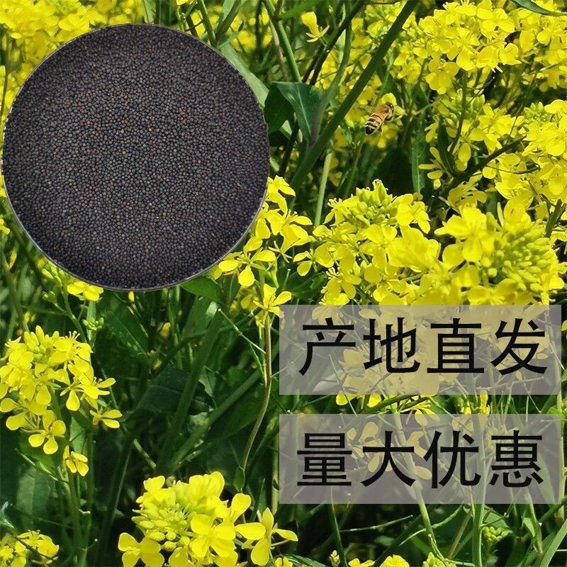 高产油菜种子矮杆抗寒抗倒抗病早熟油菜农科院油菜籽