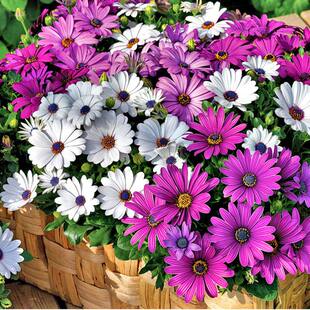 南非万寿菊花种子蓝目菊非洲菊万寿菊庭院阳台盆栽四季易种花种籽
