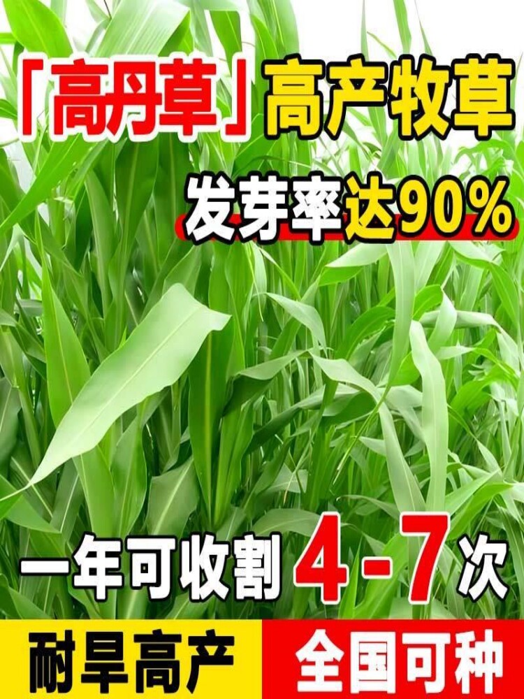 高丹草种子牧草种籽杂交王草进口苏丹草种籽喂鱼兔鸭鹅猪牛羊草籽