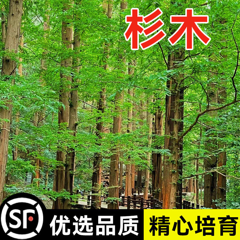新采速生杉木种子 刺杉种子 沙树杉树水杉柳杉冷杉落羽杉油杉种子