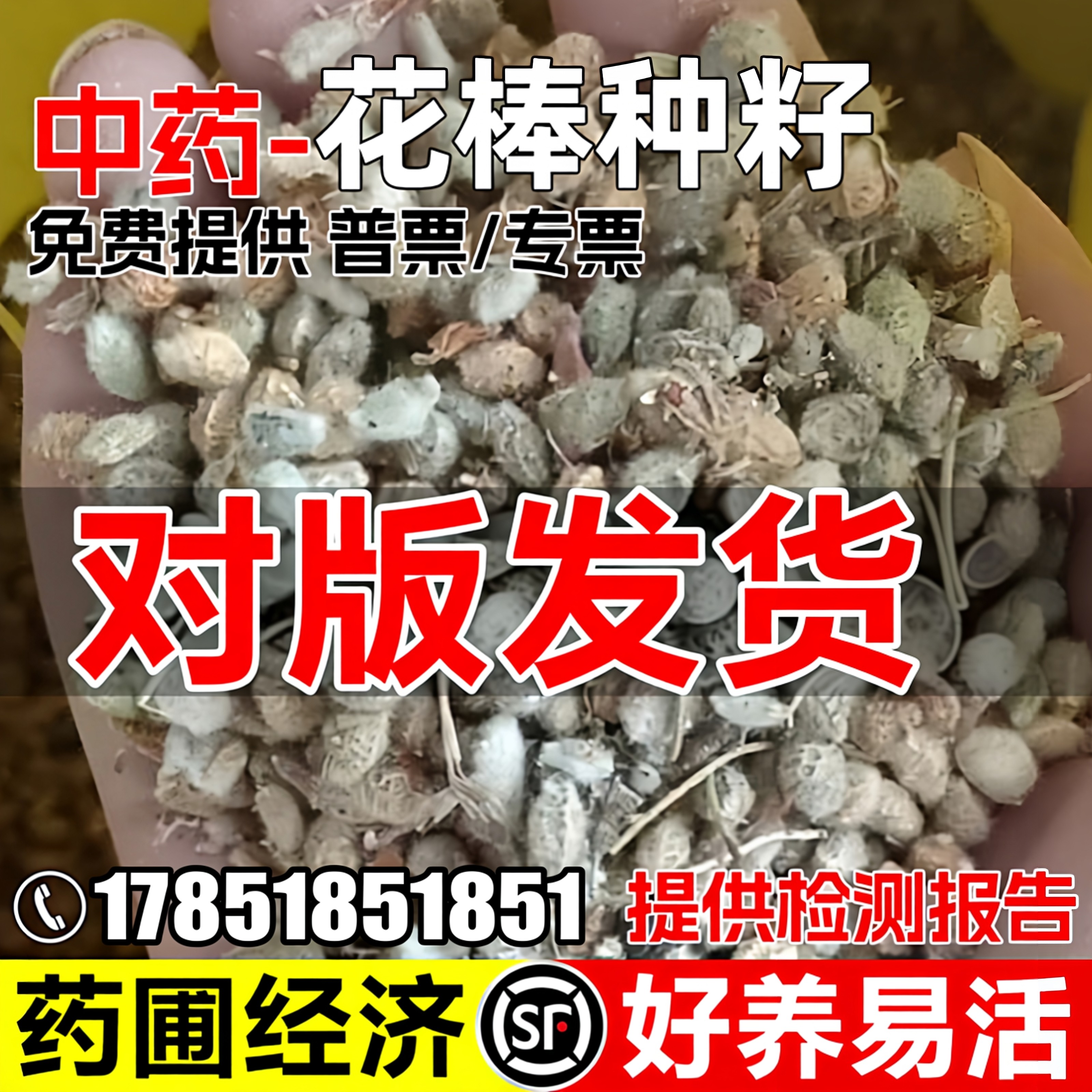 花棒种子耐寒耐旱荒漠绿化药材种籽可药食两用观赏泡茶中草药草籽