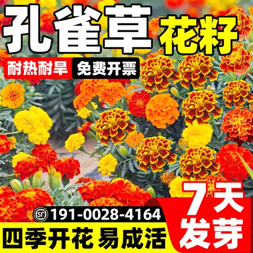 孔雀草花籽四季播种开花易活耐热