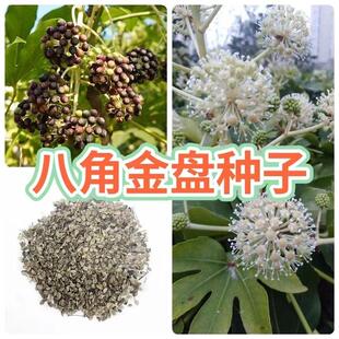 新采八角金盘种子花卉种子绿植种子八手种子手树种子金刚纂种子