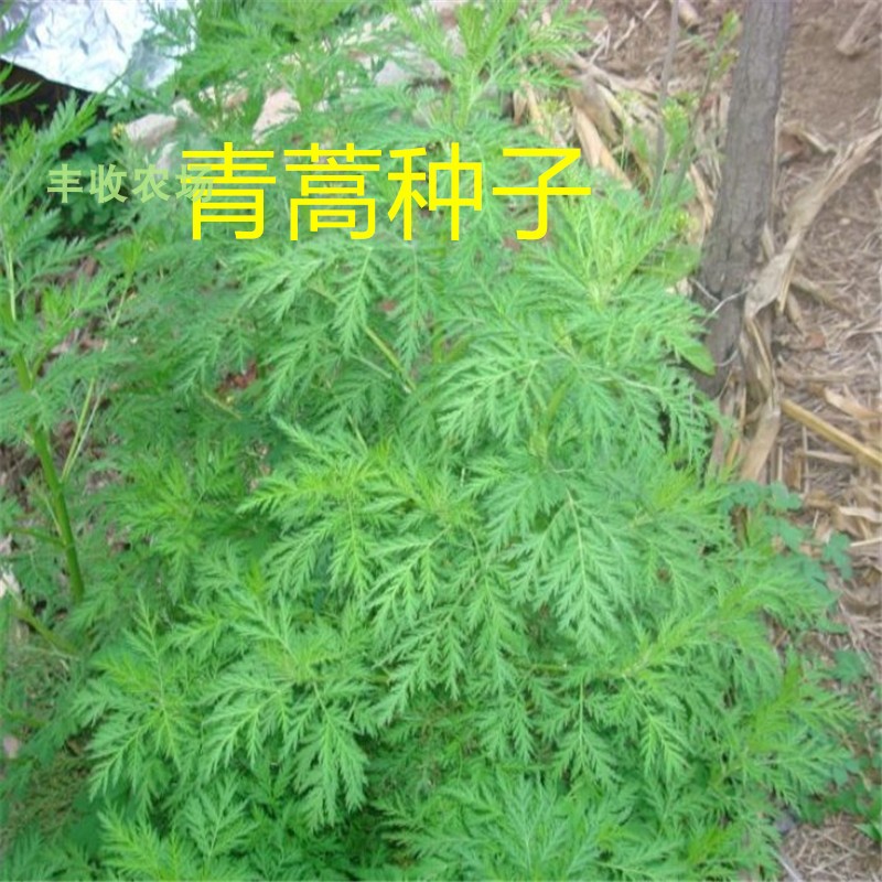 青蒿种子散装白草素香黄
