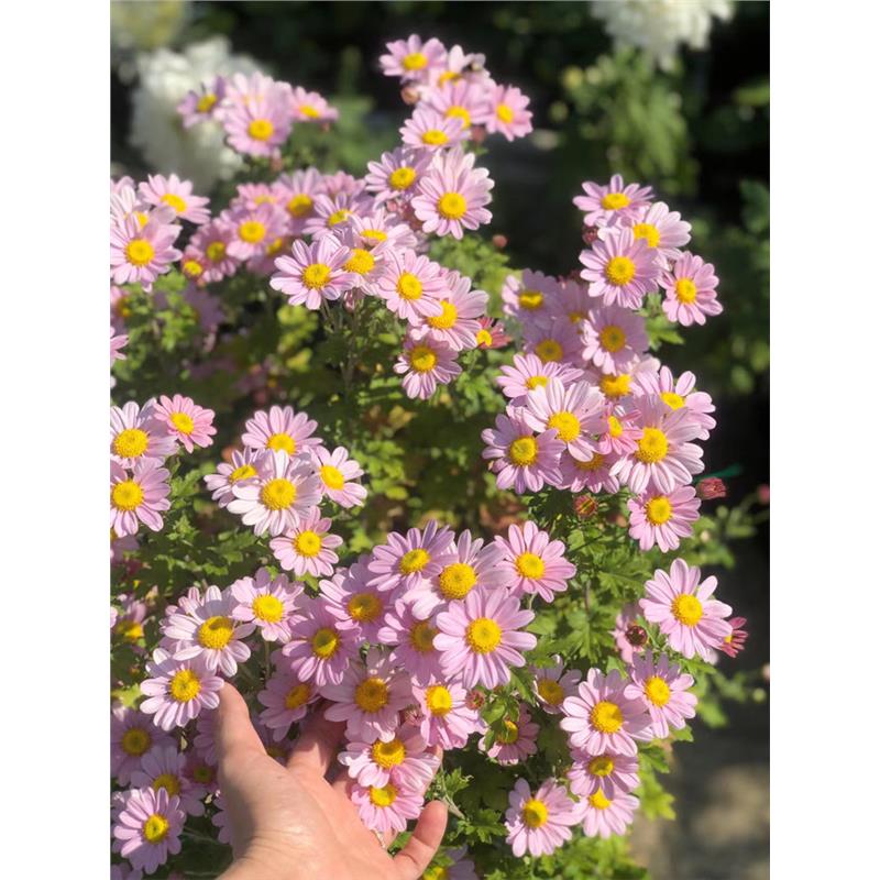 除虫菊种子多年生驱蚊草花