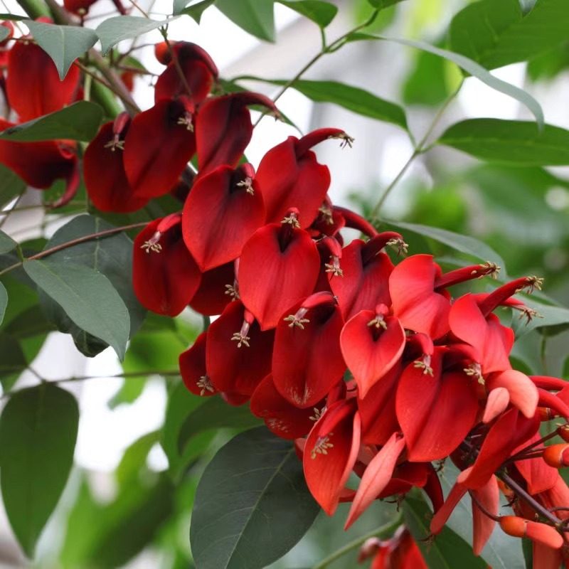 新采鸡冠刺桐种子四季易种巴西刺桐鸡冠豆种孑象牙红鸡冠花树种籽