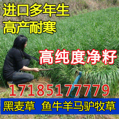 进口耐寒牧草种子多年生黑麦草种子四季常青鸡鸭鹅猪牛羊鱼草种籽