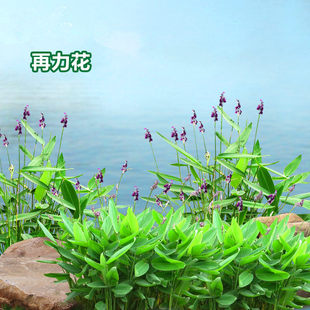 再力花种子盆栽庭院绿化净化水质花河道公园别墅鱼池绿植水生植物