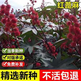 当年新采红蓖麻种子饱满大蓖麻子油中药材八麻子草麻草质灌木种子
