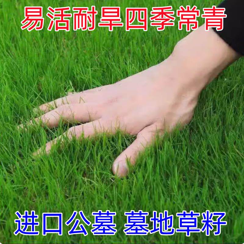 长镰草种子响铃草籽墓地草坪籽坟地草籽四季青草籽坟头草茅草芒草