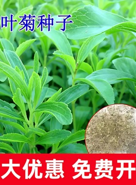 甜叶菊种子甜菊香草种子 甜菊叶花草茶 阳台花卉种子原生纯种