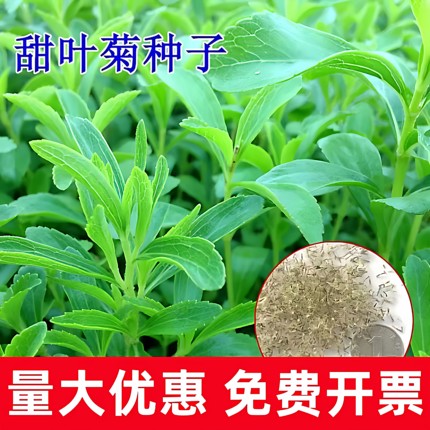 甜叶菊种子甜菊香草种子 甜菊叶花草茶 阳台花卉种子原生纯种