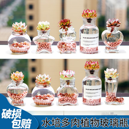 【水培瓶】水培植物玻璃瓶多肉植物水培瓶水养植物花瓶桌面小摆件