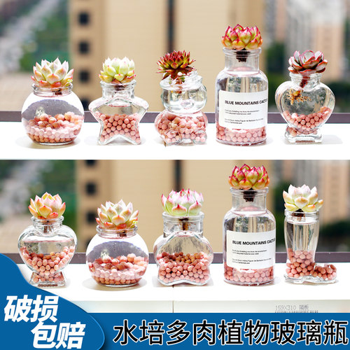 【水培瓶】水培植物玻璃瓶多肉植物水培瓶水养植物花瓶桌面小摆件