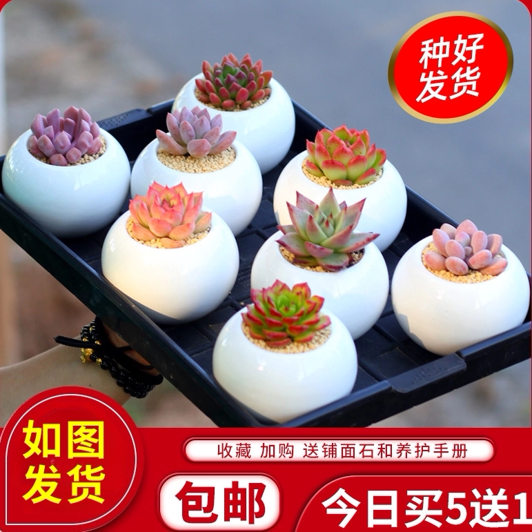 肉肉植物组合盆栽含盆带土罕见多肉植物稀有品种大颗多肉花植物新
