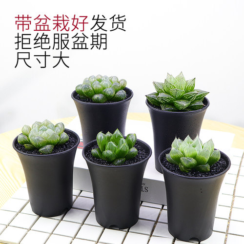 毛玉露素材模板 毛玉露图片下载 小麦优选