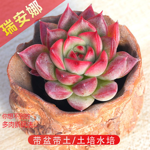 弗罗瑞安娜多肉植物含盆带土发货
