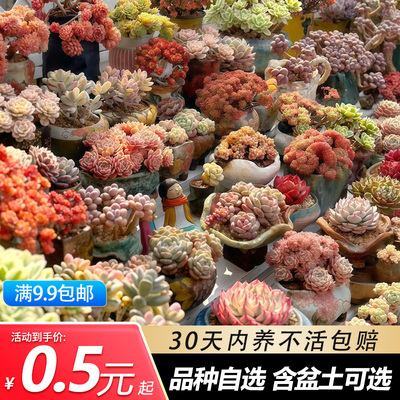 多肉植物组合室内盆栽小绿植花卉玉露大颗好养易活的室内绿植盆栽