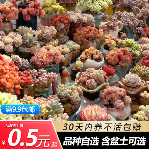 多肉植物组合室内盆栽小绿植花卉玉露大颗好养易活的室内绿植盆栽