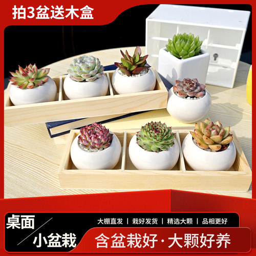 多肉植物套餐组合盆栽花卉绿植