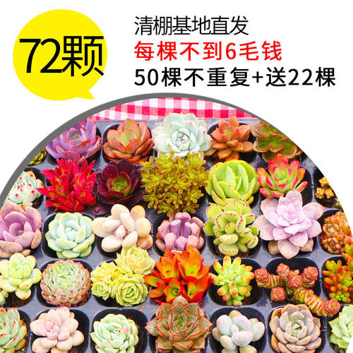 开花多肉花卉精品小花稀有品种