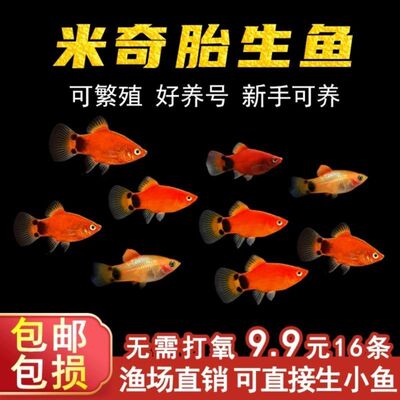 米奇鱼小型皮球胎生观赏鱼热带鱼玛丽孔雀鱼好养养活新手月光包邮