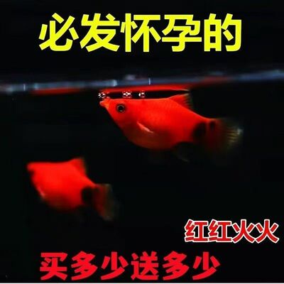 米奇月光皮球好养小鱼胎生小型观赏鱼玛丽热带鱼养活新手包邮