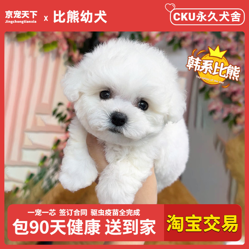 比熊犬幼犬纯种飞耳比熊幼崽小体标体家养宠物狗活物茶杯犬不掉毛