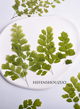 铁线蕨树叶压花DIY手工材料ins滴胶杯垫植物小清新手机壳平面叶子