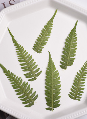 天然绿色猴腿蕨树叶压花滴胶杯垫素材相框标本真花礼物ins小清新