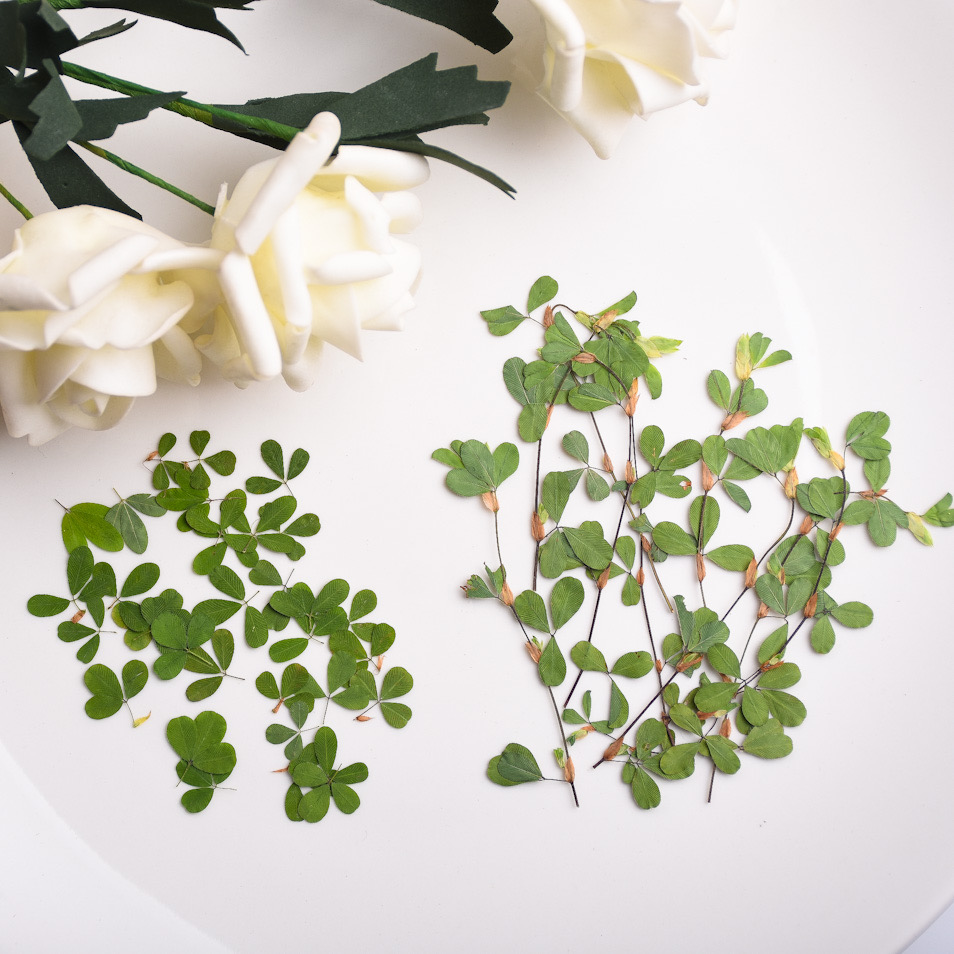 绿色关门手机壳带枝树叶植物标本