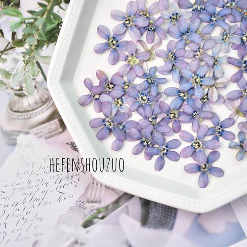 河粉手作蓝星花压花手工diy材料