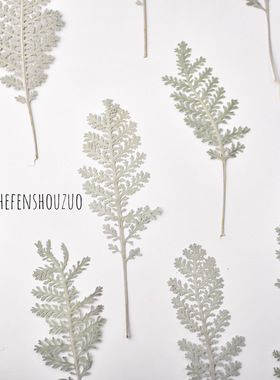 银羽叶真花压花手工材料DIY平面树叶相框装饰干树叶儿童树叶画