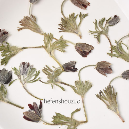 河粉手作真花压花白头翁押花