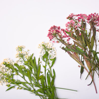 diy香雪球押花写真贴植物标本