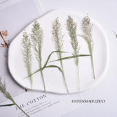 饰材料带枝自然植物 干花相框装 知风草干树叶压花 ins滴胶杯垫