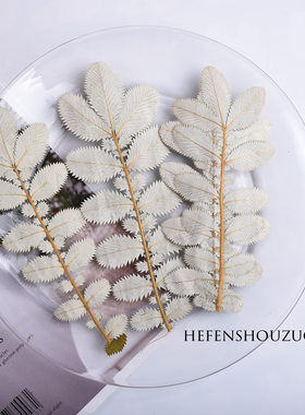大尺寸翻白叶干树叶压花手工diy材料滴胶手机壳幼儿园少儿手工制