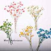 植物标本10枝装 平面压花真花压花多色满天星干花 滴胶干花手机壳