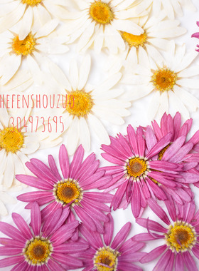 河粉手作 玛格丽特干花压花 鲜花亚克力滴胶封入物 6朵装