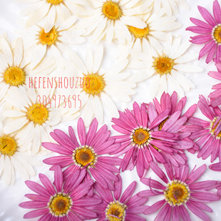 河粉手作 玛格丽特干花压花 鲜花亚克力滴胶封入物 6朵装