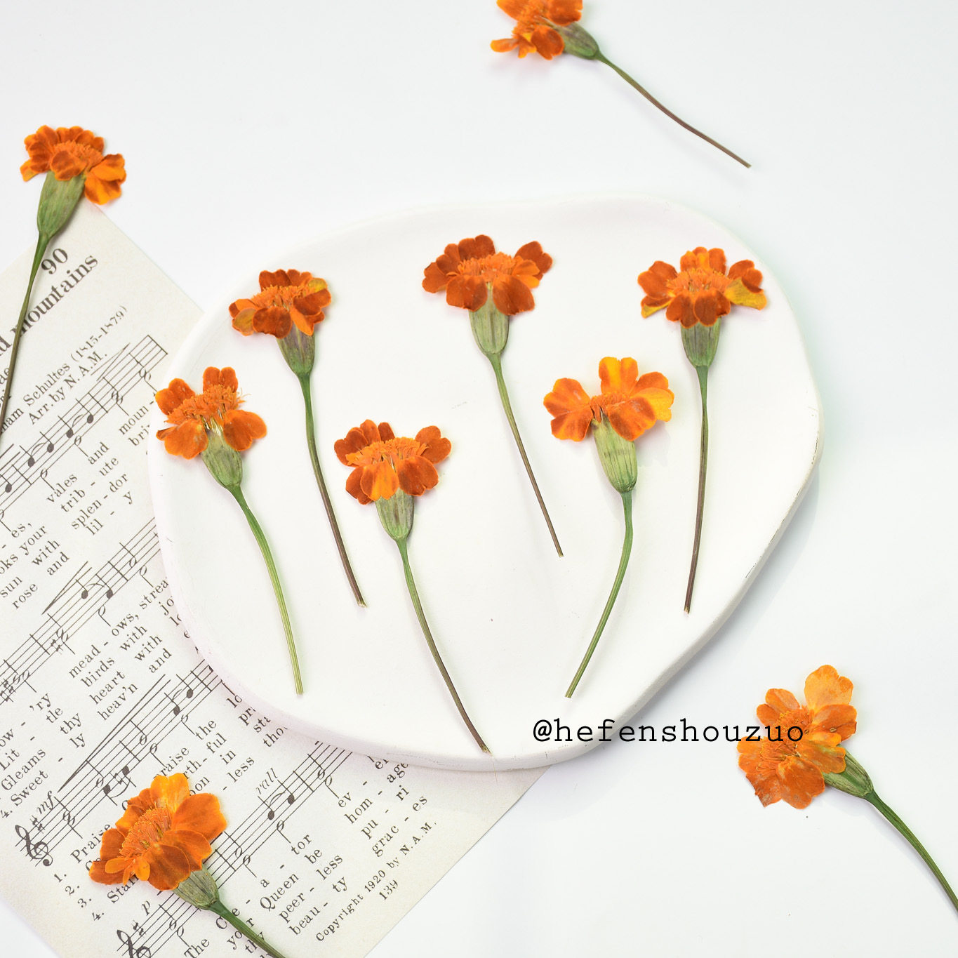 河粉手作万寿菊真花压花diy手工真花材料滴胶饰品封入物相框油画