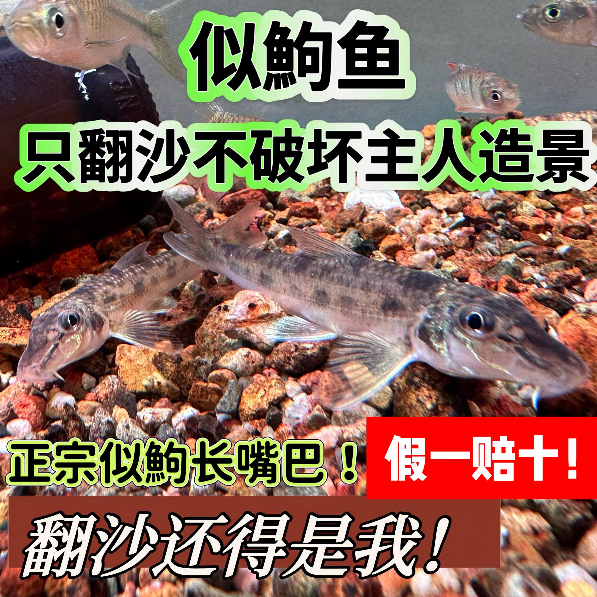 似鮈鱼苗翻沙鱼原生冷水淡水观赏鱼鼠鱼除藻清洁工具鱼养殖场好养