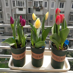 郁金香盆栽苗种球地栽盆栽带花苞发5度球风信子室内耐寒大花卉植