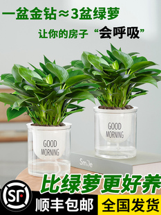 金钻盆栽绿萝箩花卉植物室内花水培绿植多肉好养易活发财树办公室