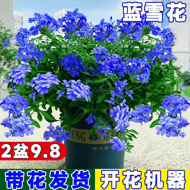 蓝雪花苗盆栽阳台观花耐热好养植