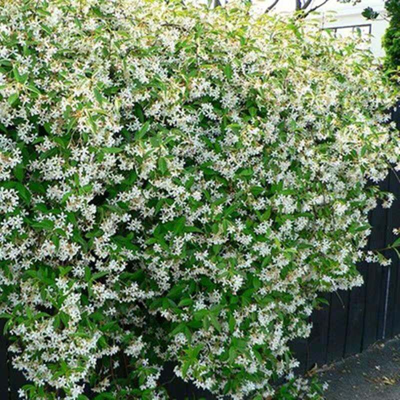 风车茉莉花苗爬藤植物庭院阳台花卉盆栽垂丝络爬墙木本植物耐寒