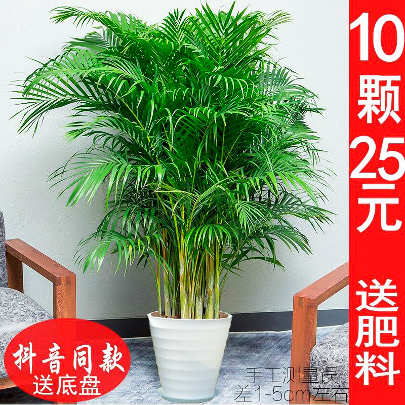 散尾葵盆栽 凤尾竹室内客厅大型绿植 袖珍叶夏威夷盆景富贵椰花卉