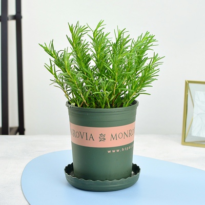 迷迭香盆栽大小苗香草植物薄荷室内驱蚊绿植花卉厨房百里香