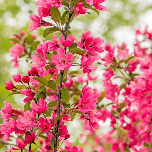 垂丝海棠盆栽盆景树桩西湖海棠树苗四季种植花卉海棠苗当年开花