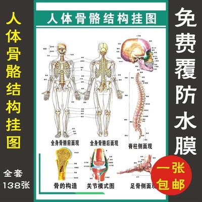 人体骨骼结构挂图 全身骨骼前面后面观 医学院文化知识宣传画海报